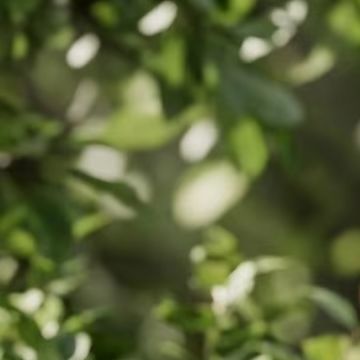 جهاز استشعار هطول الأمطار الذك - مراجعة Smart Garden Devices وسعره